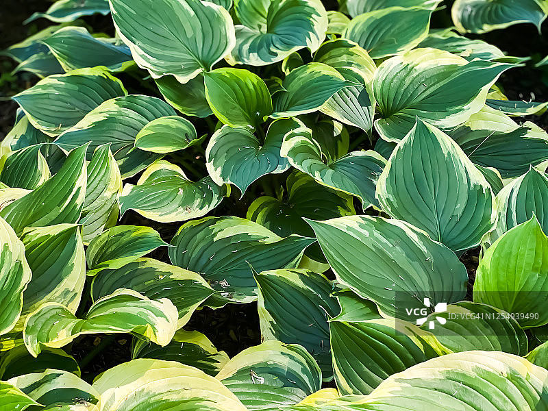 花园里的大型玉簪花图片素材