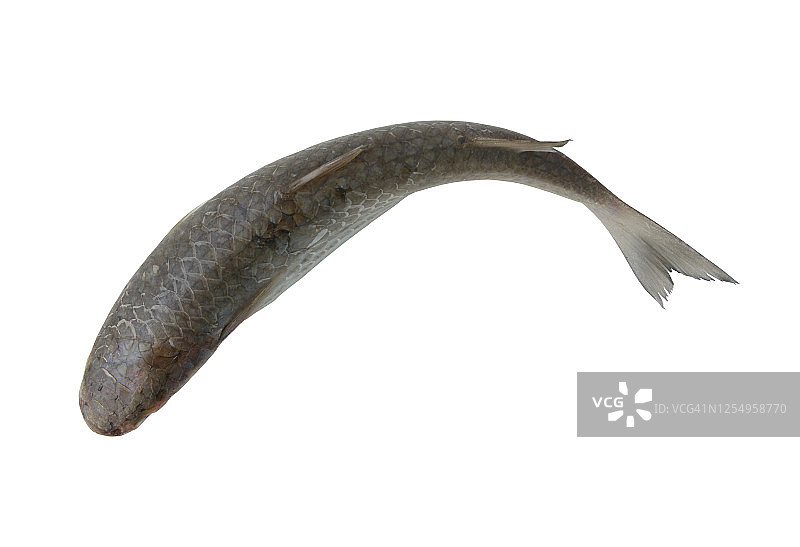孤立的鲻鱼图片素材