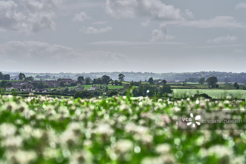 夏季盛开着野花的新鲜绿色牧场图片素材