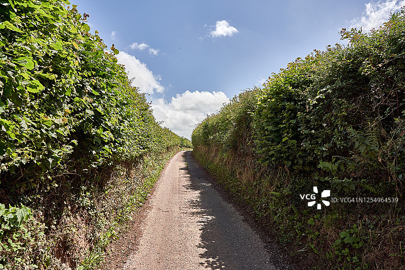 夏季乡间小路延伸至远方图片素材