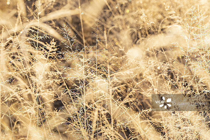 澳大利亚寒冷冬日清晨日出白色结霜草地图片素材