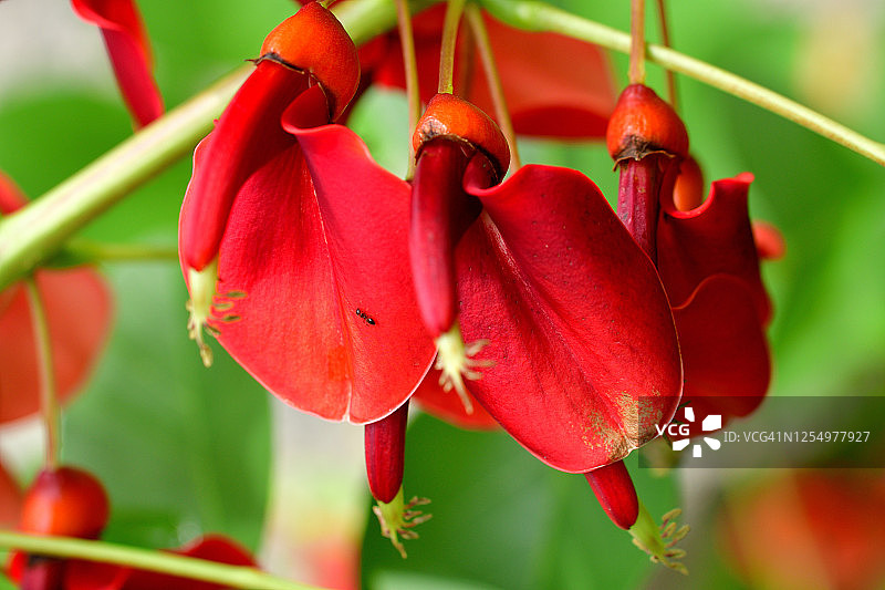 鸡冠刺桐花图片素材