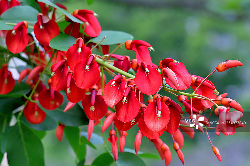鸡冠刺桐花图片素材