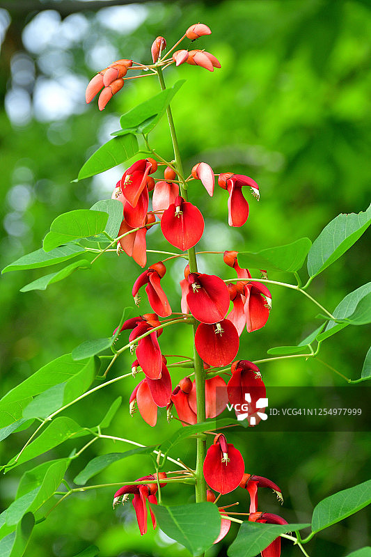 鸡冠刺桐花图片素材