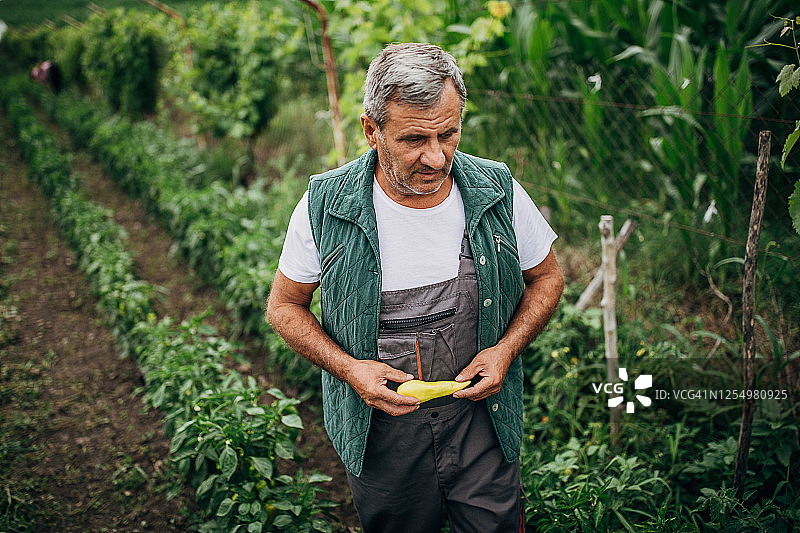 种植白辣椒图片素材