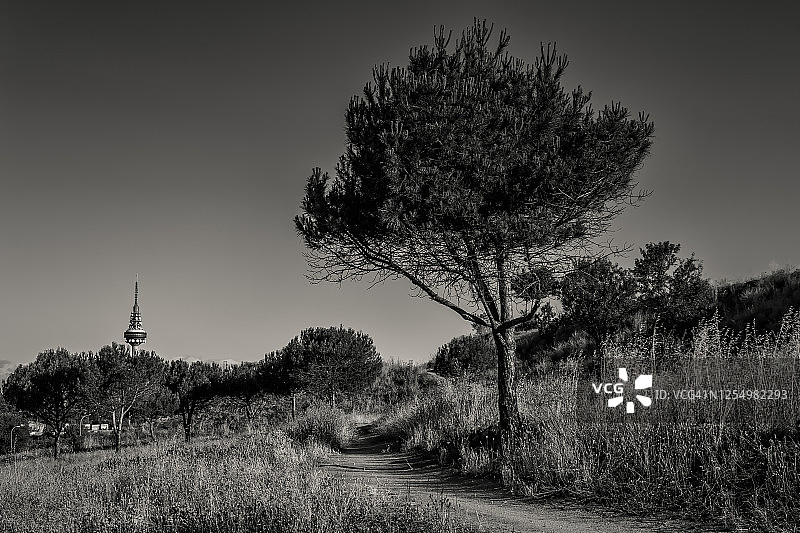 松林小道图片素材