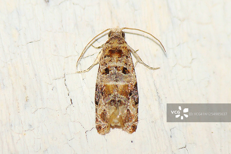 欧洲葡萄藤蛾图片素材