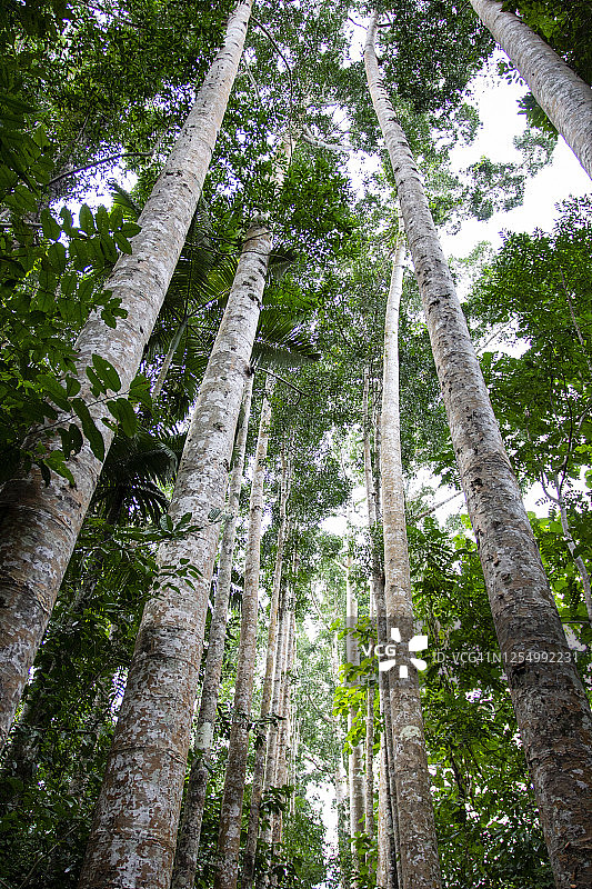 贝壳杉树图片素材