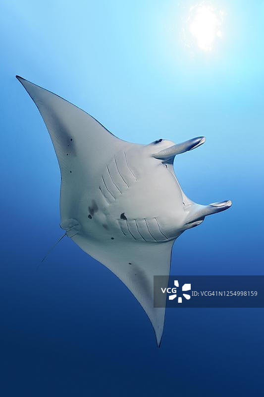 珊瑚海大堡礁的蝠鲼图片素材