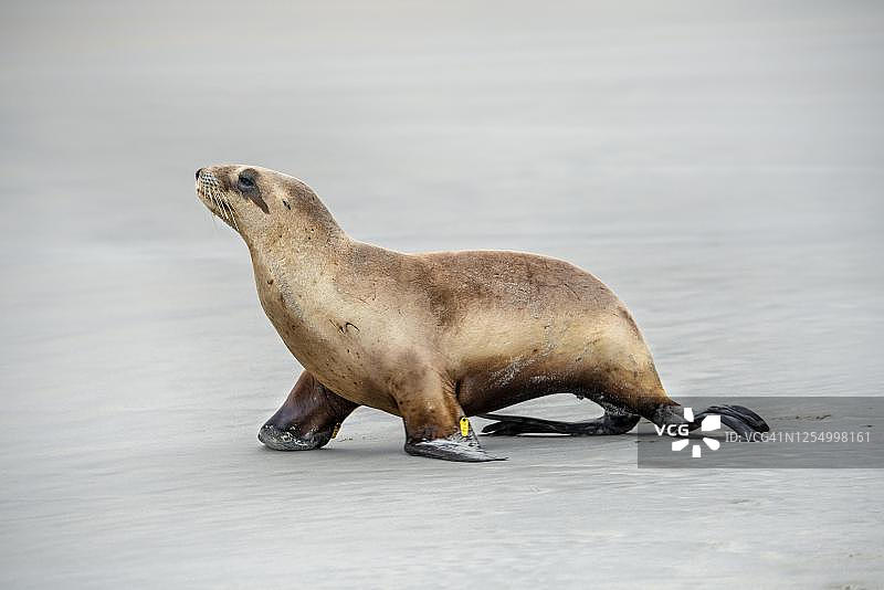新西兰海狮图片素材