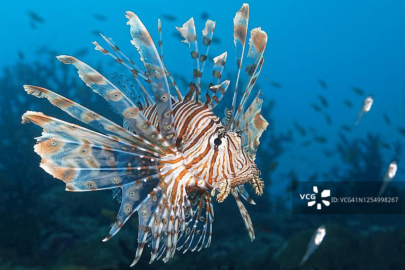 狮子鱼捕食玻璃鱼，大堡礁，珊瑚海，太平洋图片素材