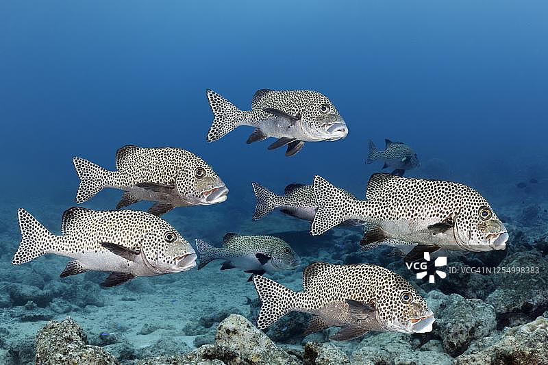 鱼群，小丑唇鱼，大堡礁，珊瑚海，太平洋图片素材