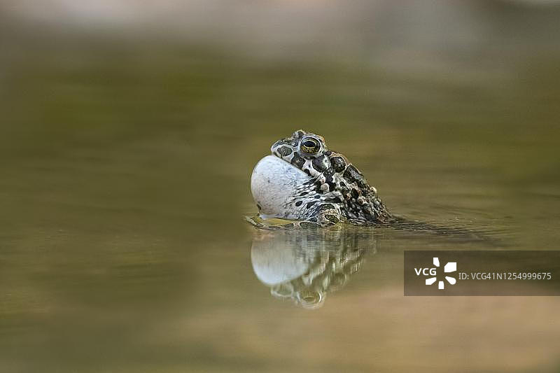 正在水中鸣叫的欧洲绿蟾图片素材