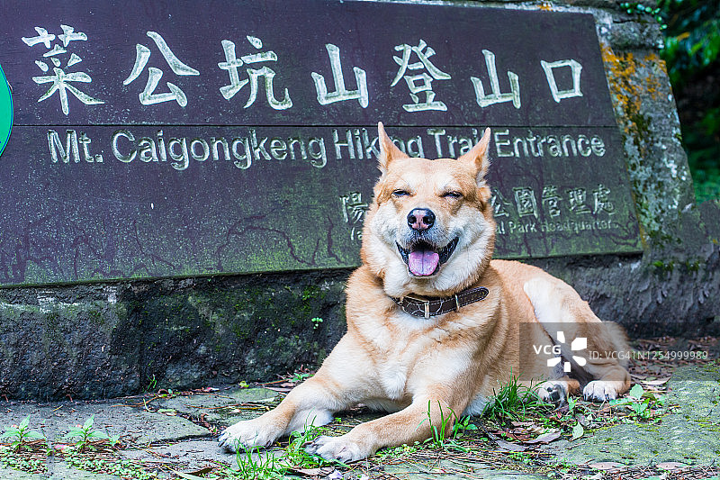快乐的老年犬图片素材