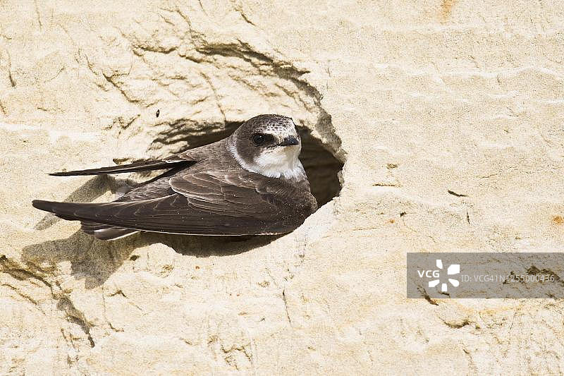 沙燕（Riparia riparia），挖掘筑巢洞穴，埃姆斯兰，下萨克森州，德国图片素材