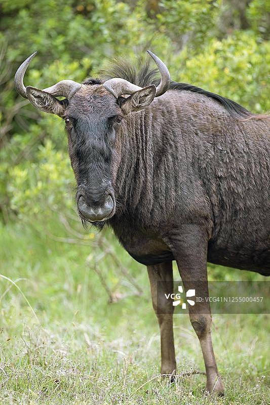 南非东开普省伊丽莎白港海景掠食者公园的角马图片素材
