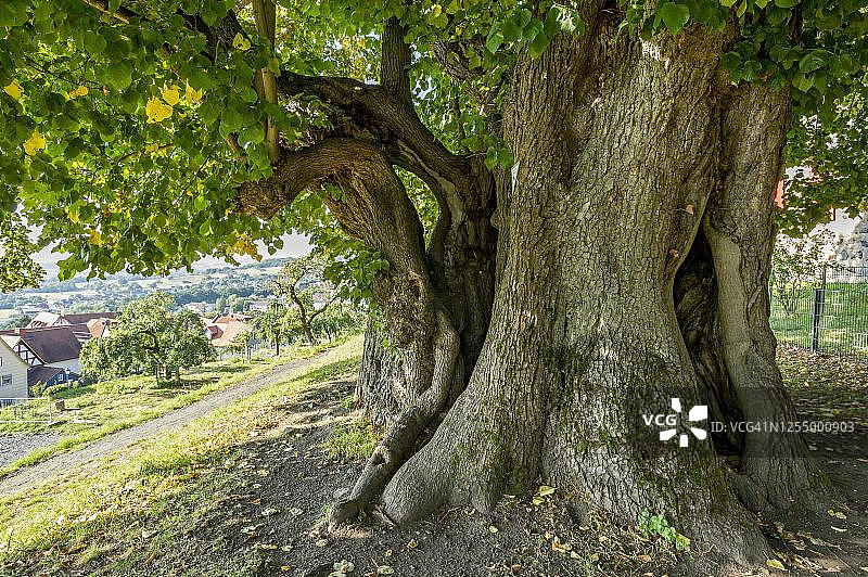 德国黑森州千年古树自然景观图片素材