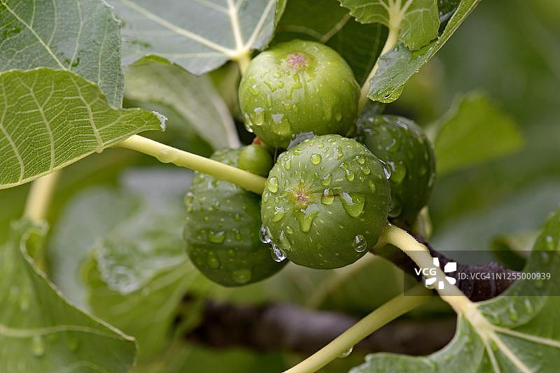德国北莱茵-威斯特法伦州无花果树枝条与雨滴图片素材