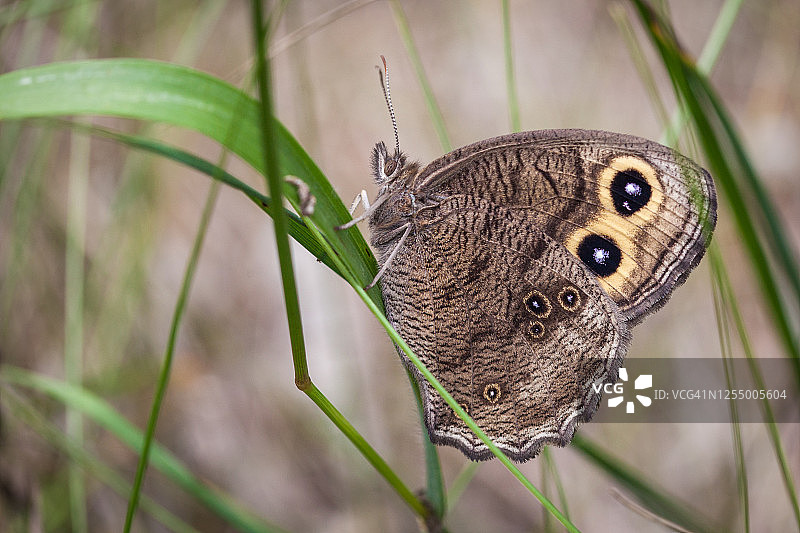 普通林仙蝶图片素材