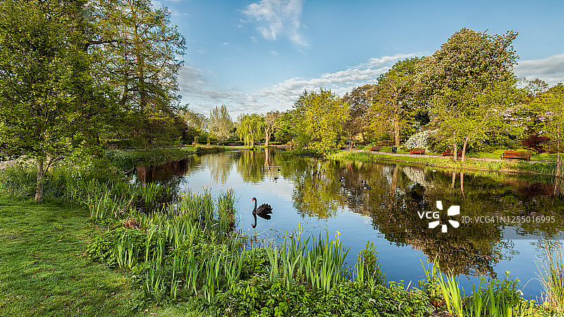黑天鹅I图片素材
