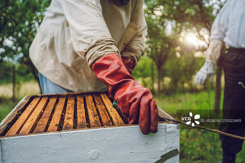 养蜂人采蜜图片素材