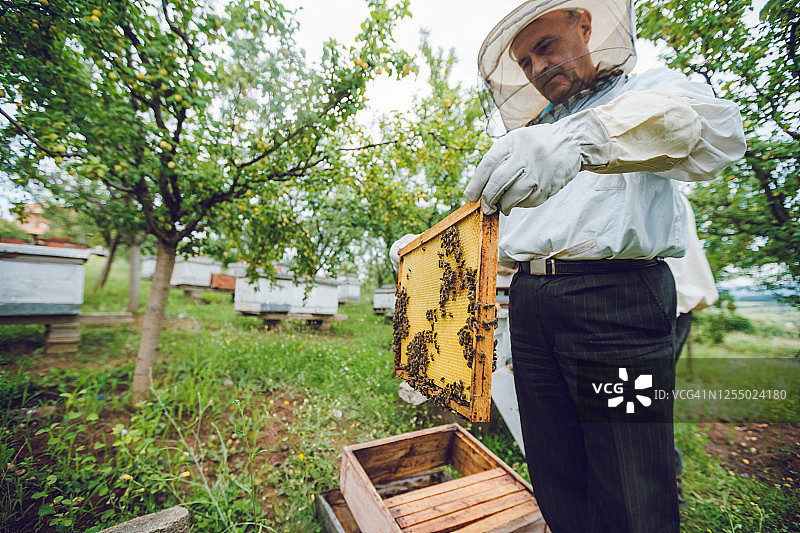 养蜂人采集蜂蜜图片素材