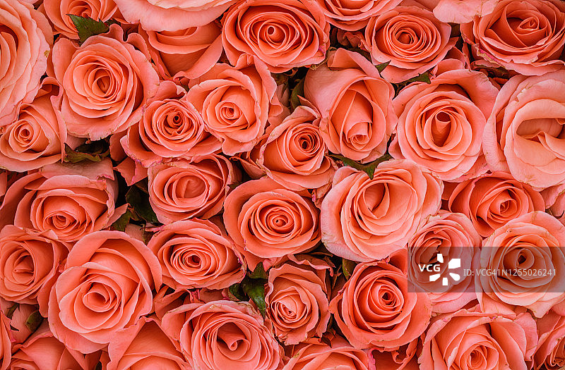 完整框架的玫瑰花束图片素材