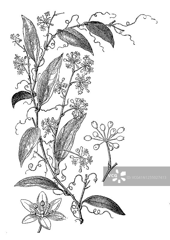 金刚藤、竹藤或假菝葜等药用植物的古老版画图片素材