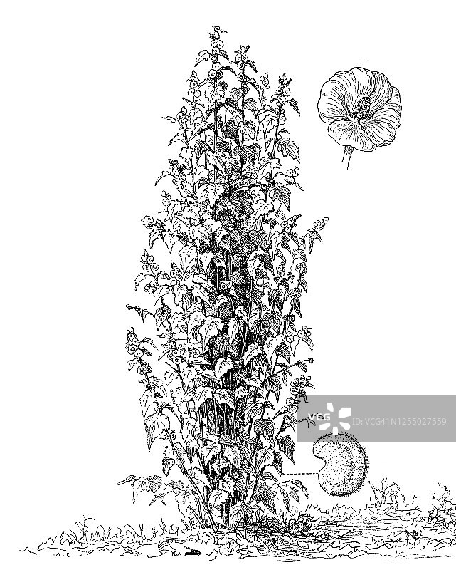 老式雕刻插图：药用蜀葵植物图片素材