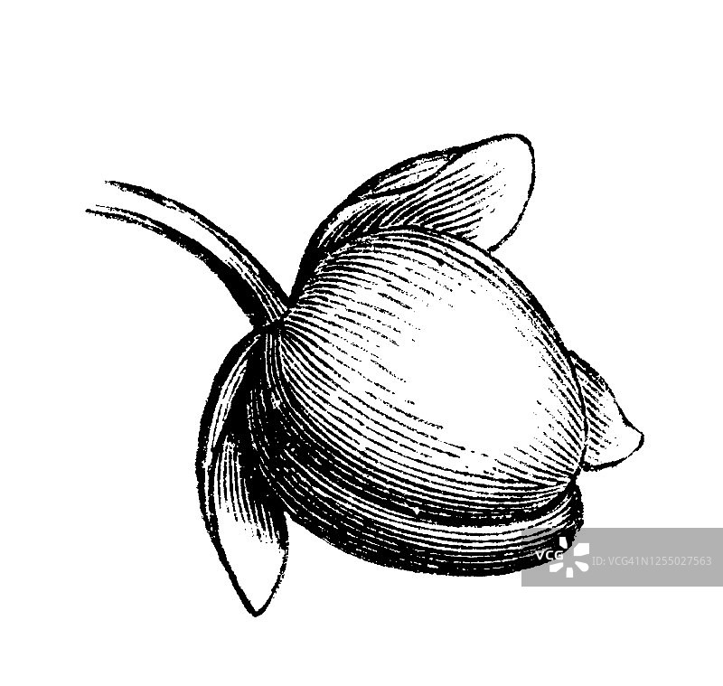 北美曼德拉草的果实，药用植物古老雕刻插图图片素材