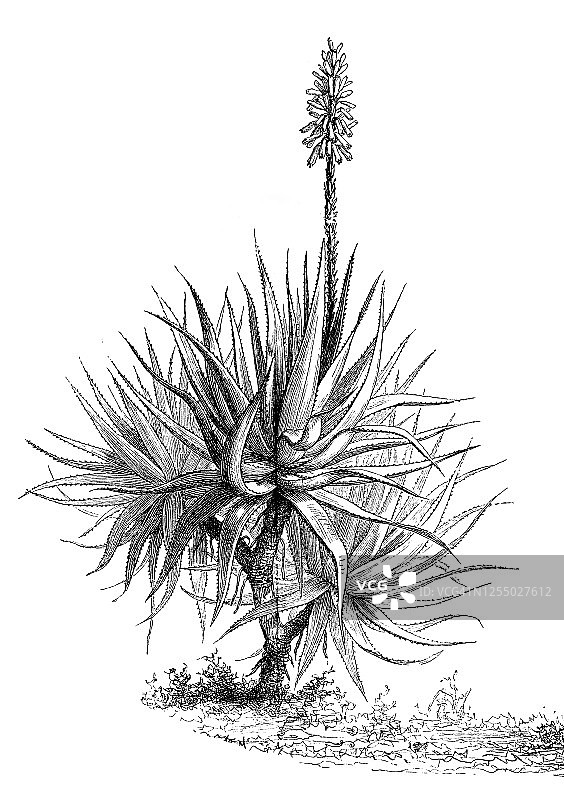 芦荟植物古董雕刻插图，药用植物图片素材