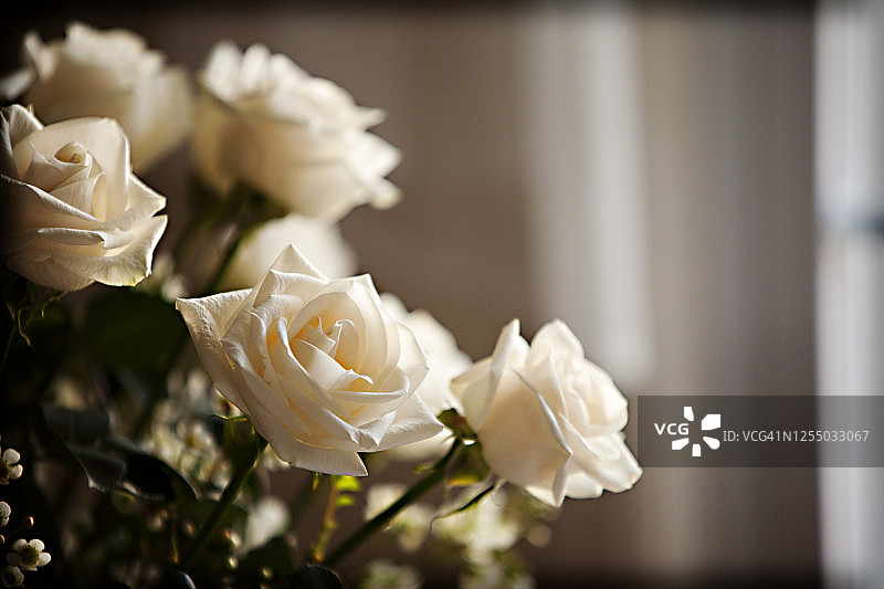 奶油色玫瑰图片素材