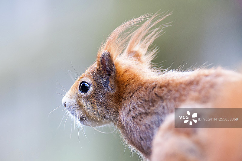 阳光下欧亚红松鼠的特写照片图片素材