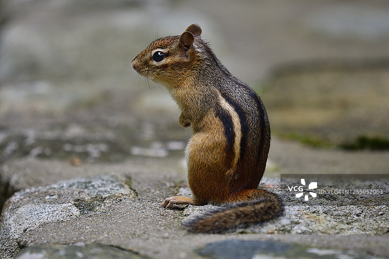 花栗鼠坐在石墙上图片素材