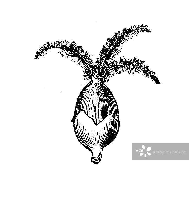 卡马拉树或红卡马拉树或库姆库姆树（Mallotus philippensis）的雌花古老雕刻插图，药用植物图片素材