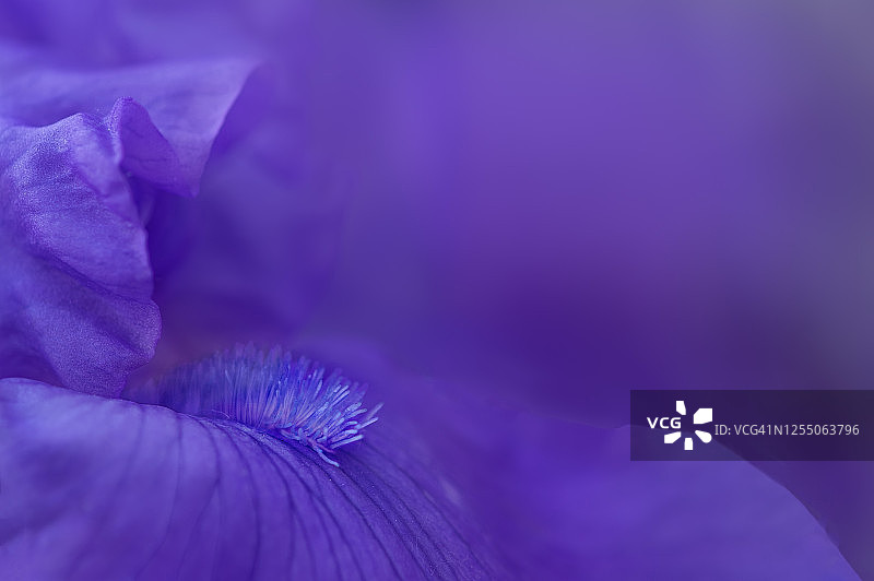 紫色鸢尾花侧面图图片素材