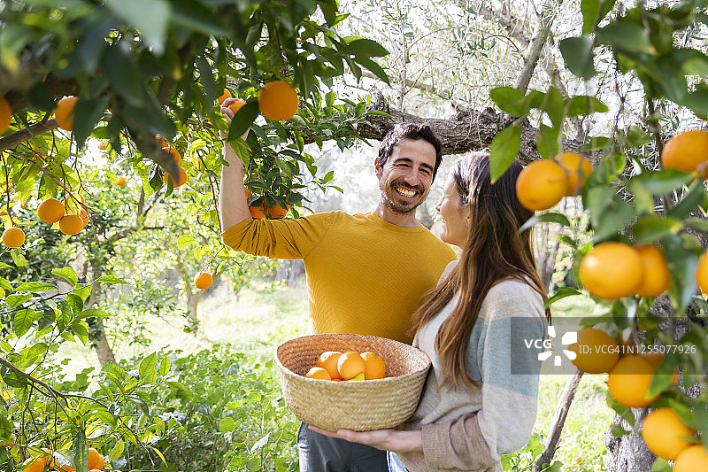 幸福情侣站在有机农场采摘橙子图片素材