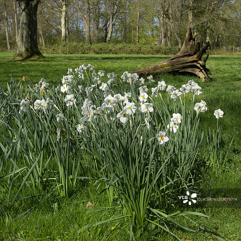德国北莱茵-威斯特法伦州吕嫩市：施万斯贝尔公园中的诗人水仙花田图片素材