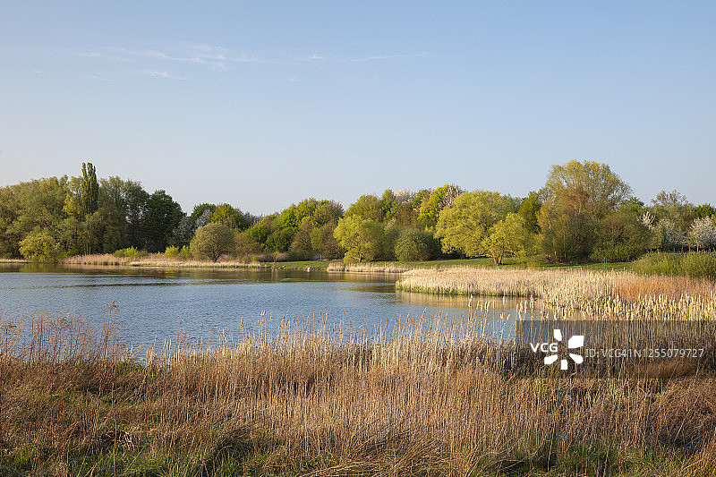 德国多特蒙德兰斯特罗珀湖岸边生长的芦苇图片素材
