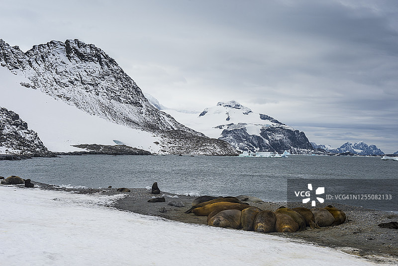 科罗内申岛岸边的南方象海豹群图片素材