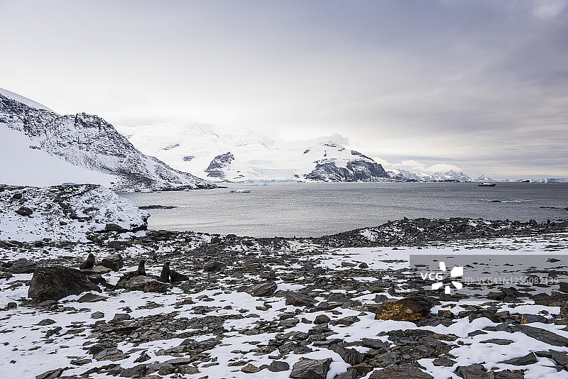 科罗内申岛岸边的南象海豹图片素材