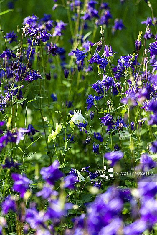 盛开的紫色耧斗菜图片素材