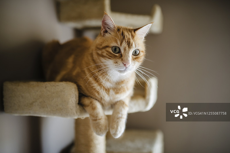 躺在猫抓板上观看事物的虎斑猫画像图片素材
