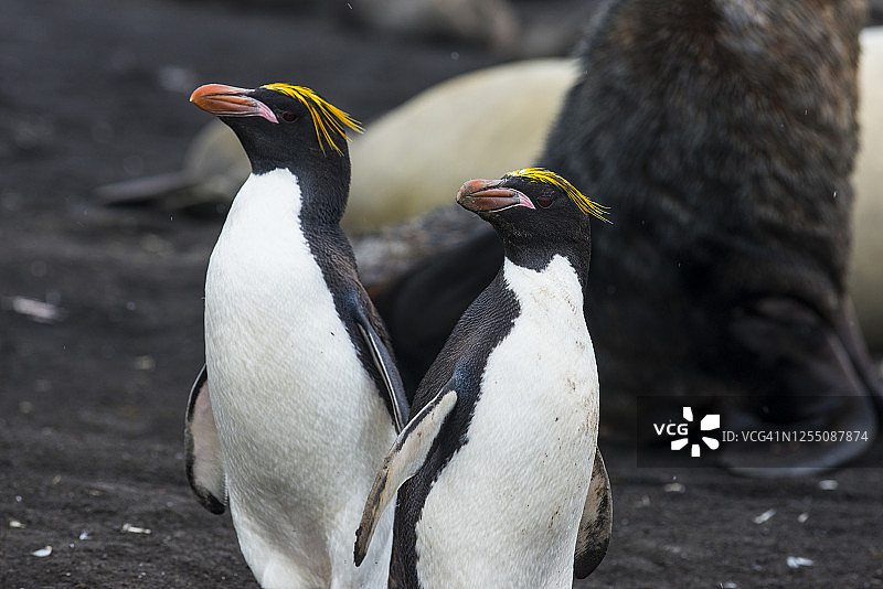 英国南乔治亚和南桑威奇群岛：南部凤头企鹅特写图片素材