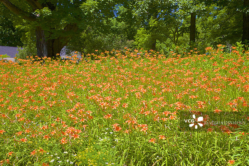 萱草山丘图片素材