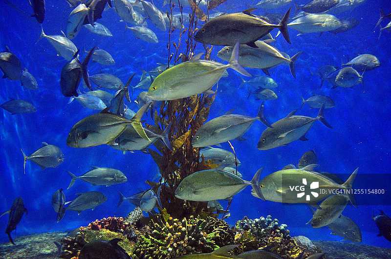 瓜仔鱼图片素材