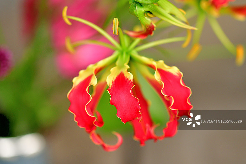 嘉兰百合/火焰百合/攀登百合/荣耀百合图片素材