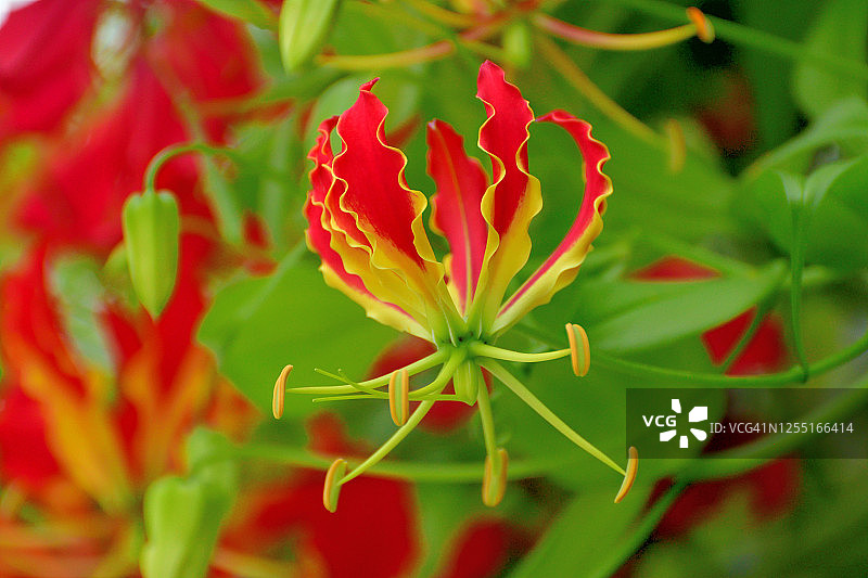 嘉兰百合/火焰百合/攀登百合/荣耀百合图片素材