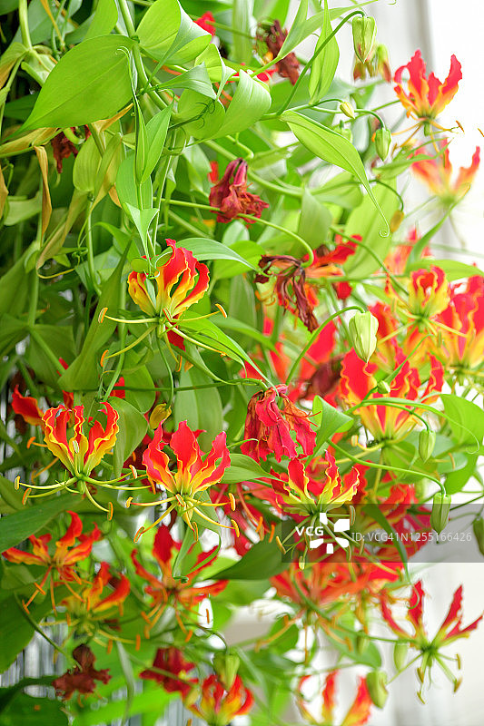 嘉兰百合/火焰百合/攀登百合/荣耀百合图片素材