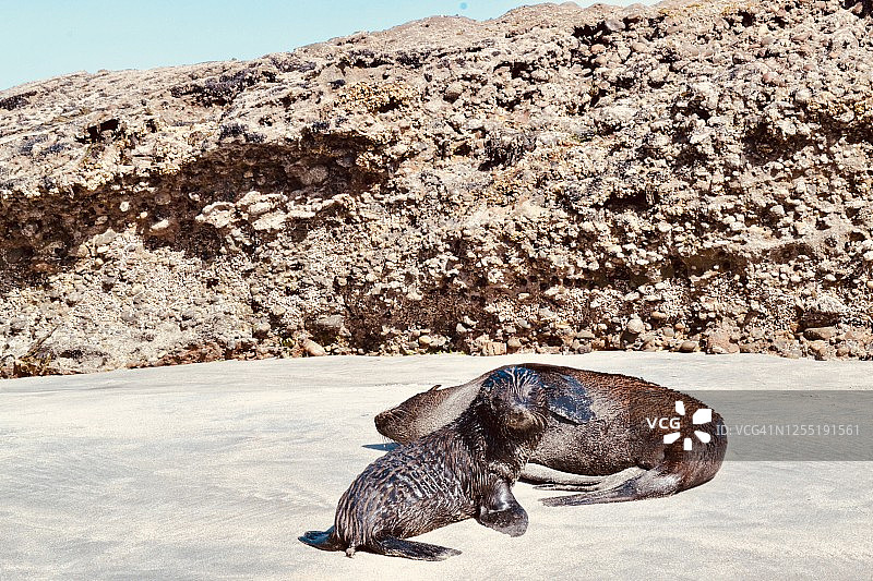 可爱的海狮在阳光下晒太阳图片素材